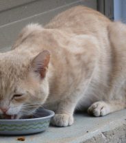 Why is my cat always hungry?