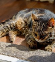 How do we know when is it time to put our pet to sleep?
