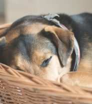 Why is my Dog Twitching When He's Asleep - Is He Dreaming?
