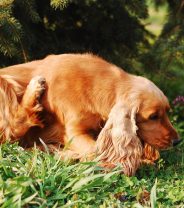 How to Prevent a Flea Infestation During Lockdown