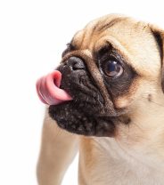 Why does my dog snore?