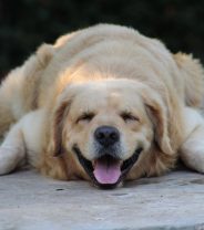 Is my Dog Sleeping Too Much?