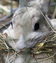 My rabbit isn't eating, is that a bad sign?