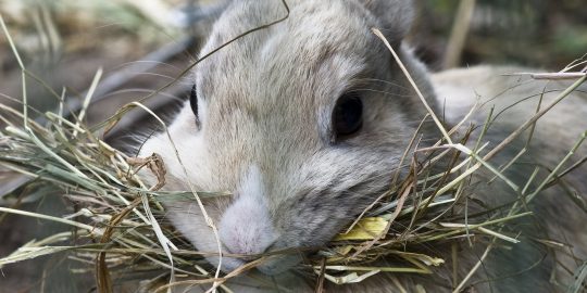 rabbit with hay