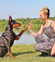 Why Did the Vet Prescribe Pimobendan?