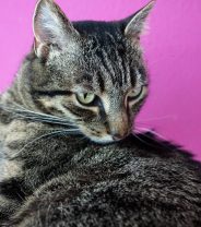 Is my cat anxious? Causes, symptoms and treatment for anxiety in cats
