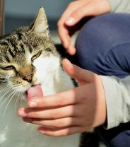 Why does my cat lick me?
