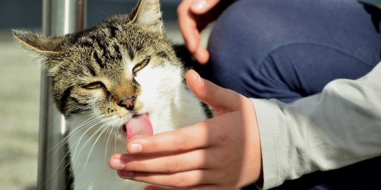 Cat licking and washing human