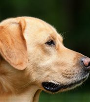 How would I know if my dog has a brain tumour?
