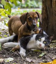 When will my vet start neutering and spaying again?