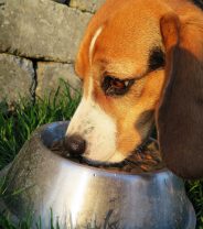 How much does it cost to keep a dog?