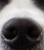 Why does my dog keep sneezing?