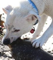 Why is my dog being sick?