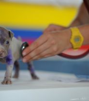 My vet said my dog has a heart murmur – should I be worried?