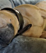 Does my dog have epilepsy?