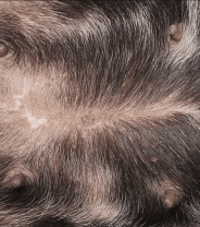 Yeast and allergies - what's the link in dogs?