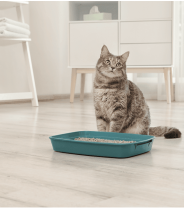 Why is my cat not using the litter tray?
