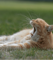 What's an ulcer? And does my pet have one?