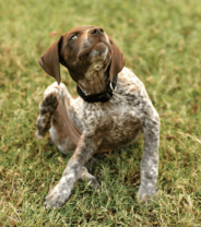 Does my dog have a skin infection?
