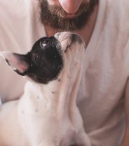 Fact vs Myth: Dominance Theory in Dogs