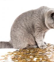 What is the cheapest type of pet insurance?