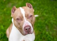 Why Crop a Dog’s Ears?