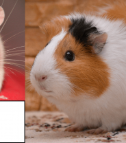 Rat or Guinea Pig - which makes the best pet?