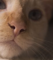 Why is my cat wheezing?