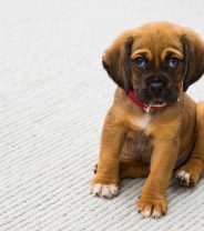 The Price of Friendship – The Growth of Puppy Farming During Lockdown