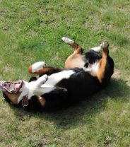 Seizures in an older dog