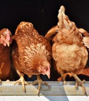 Mass surge in UK chicken ownership