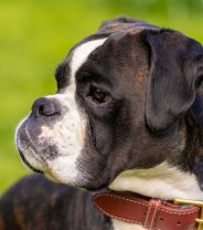 What happens when the vet's removing a lump?