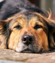Could my pet have internal bleeding?