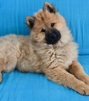 Socialising your puppy in a socially distanced world