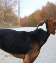When should I worry about my dog not eating?