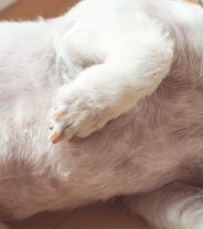 What happens when your vet does an 'Ex Lap'?