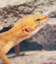 What’s wrong with my gecko?