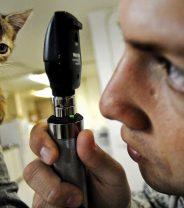 My pet has been referred to a specialist, what happens next?