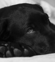 Why did my vet prescribe… charcoal?
