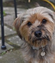 Why does my dog smell?
