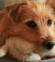 Is my dog at risk of a pyometra?