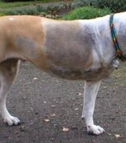 Is amputation fair? How well do dogs really cope?