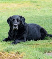 Does neutering dogs cause cancer?