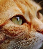 Does my cat have high blood pressure?
