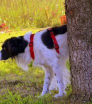 Does neutering dogs prevent prostate disease?