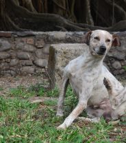 Is skin disease in dogs inherited?