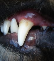 Behind the scenes - dog dental