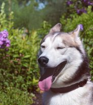 Should I Clip my Dog’s Fur in Hot Weather?