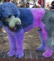 Painting animals: fun or cruelty?