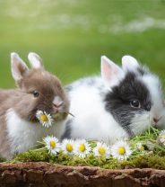 Do rabbits need friends?